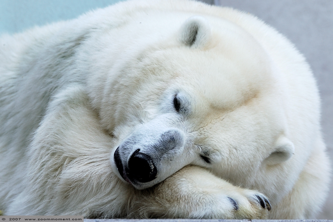 ijsbeer ( Ursus maritimus ) polar bear
Trefwoorden: Mulhouse Frankrijk France zoo ijsbeer polar bear Ursus maritimus