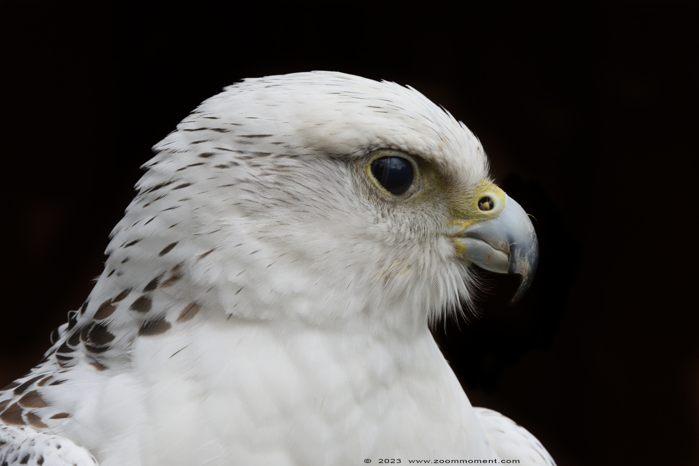 sakervalk ( Falco cherrug ) saker falcon
Trefwoorden: Neunkircher Zoo Germany sakervalk Falco cherrug saker falcon
