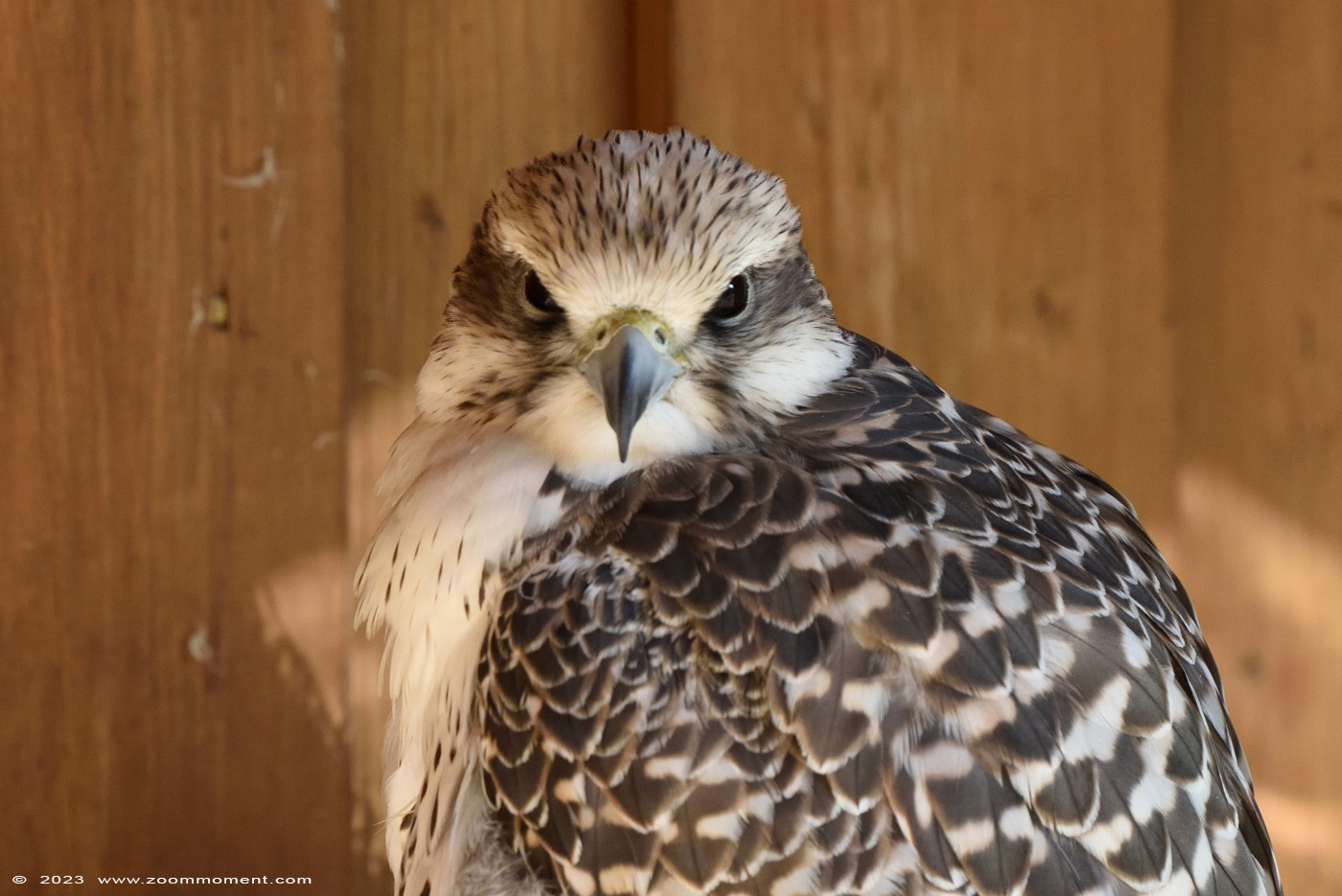 sakervalk ( Falco cherrug ) saker falcon
Trefwoorden: Neunkircher Zoo Germany sakervalk Falco cherrug saker falcon