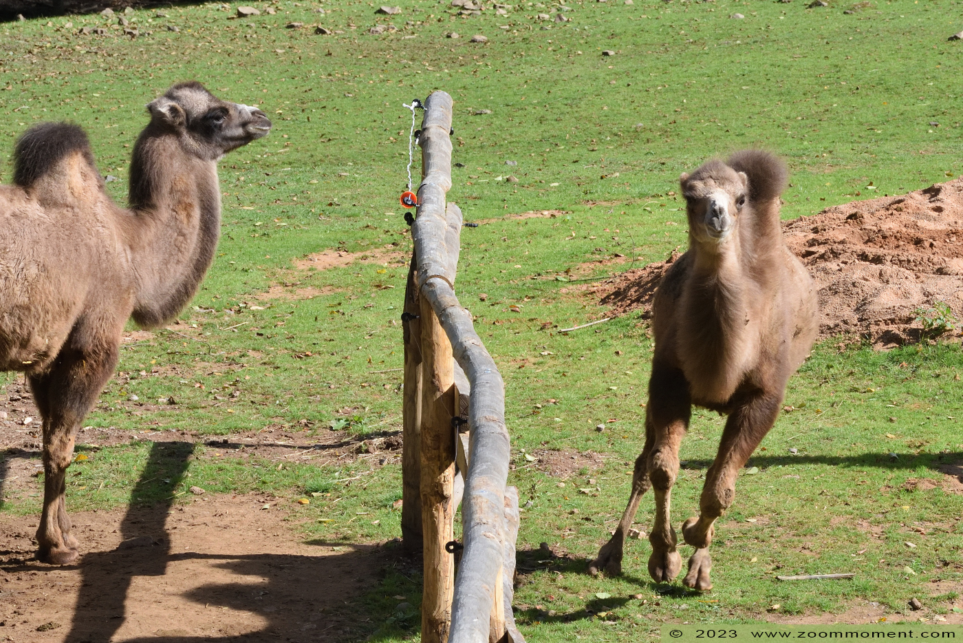 kameel ( Camelus bactrianus bactrianus ) camel
Trefwoorden: Neunkircher Zoo Germany kameel Camelus bactrianus bactrianus camel