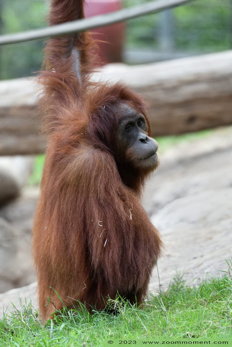 Sumatraanse orang oetan ( Pongo pygmaeus abelii ) Sumatran orangutan
Trefwoorden: Neunkircher Zoo Germany Sumatraanse orang oetan Pongo pygmaeus abelii Sumatran orangutan