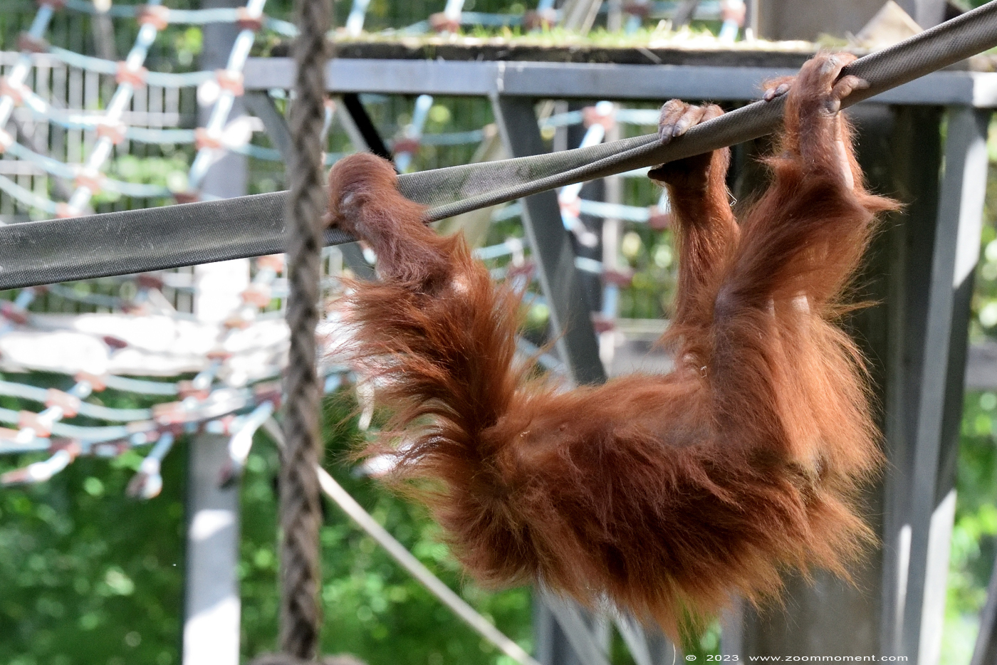 Sumatraanse orang oetan ( Pongo pygmaeus abelii ) Sumatran orangutan
Trefwoorden: Neunkircher Zoo Germany Sumatraanse orang oetan Pongo pygmaeus abelii Sumatran orangutan