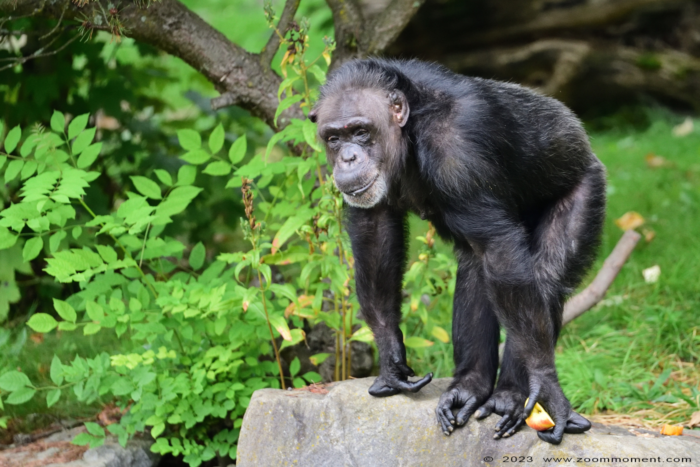 chimpansee ( Pan troglodytes ) chimpanzee
Trefwoorden: Neuwied Germany chimpansee Pan troglodytes chimpanzee
