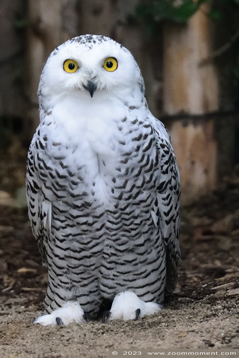 sneeuwuil ( Bubo scandiacus or Nyctea scandiaca ) snowy owl
Trefwoorden: Neuwied Germany sneeuwuil Bubo scandiacus Nyctea scandiaca snowy owl