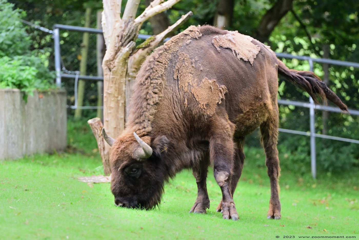 Wisent ( Bison bonasus or Bos bonasus ) European bison
Trefwoorden: Neuwied Germany Wisent Bison bonasus Bos bonasus European bison