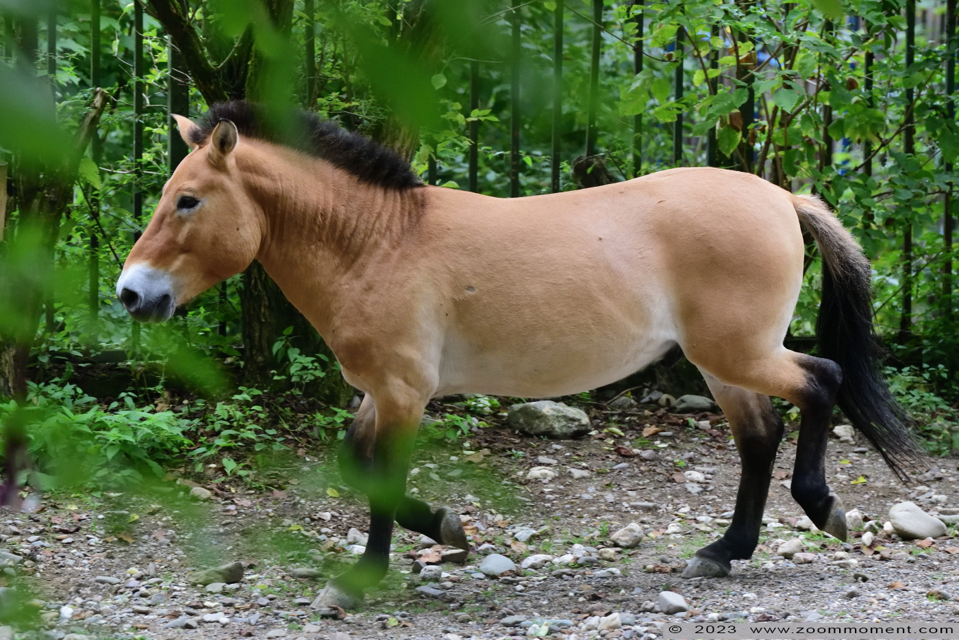 przewalskipaard ( Equus ferus przewalski ) Przewalski's horse Przewalskipferd
Trefwoorden: Neuwied Germany przewalskipaard Equus ferus przewalski Przewalski&#039;s horse Przewalskipferd