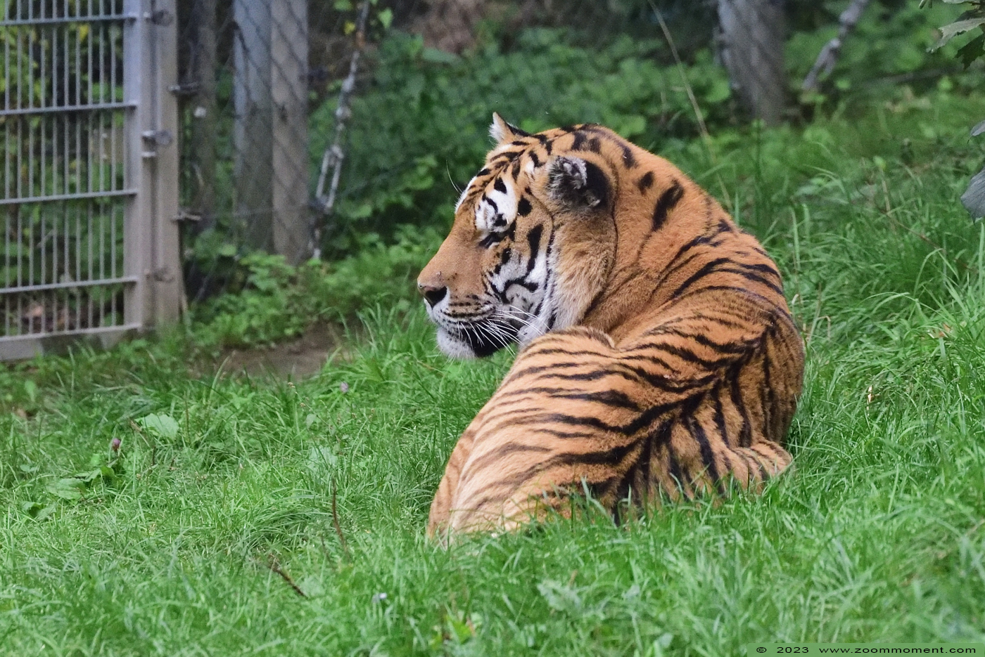 Siberische tijger ( Panthera tigris altaica ) Siberian tiger
Trefwoorden: Neuwied Germany Siberische tijger Panthera tigris altaica Siberian tiger