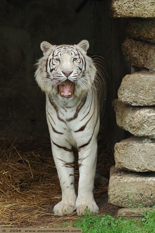 Bengaalse witte tijger ( Panthera tigris tigris ) Bengal white tiger 
Trefwoorden: Olmen zoo Belgie Belgium Bengaalse witte tijger Panthera tigris tigris Bengal white tiger