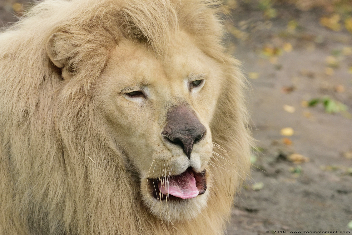 witte leeuw ( Panthera leo ) African lion 
Owen
Trefwoorden: Olmen zoo Pakawi park Belgie Belgium witte leeuw Panthera leo African lion
