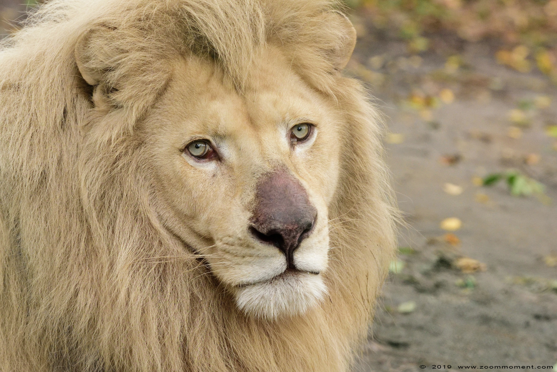 witte leeuw ( Panthera leo ) African lion 
Owen
Trefwoorden: Olmen zoo Pakawi park Belgie Belgium witte leeuw Panthera leo African lion