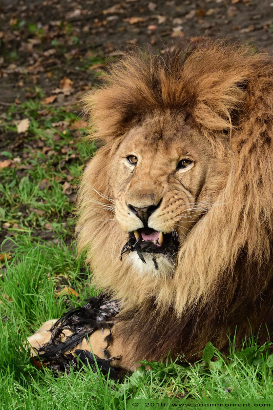 Afrikaanse leeuw  ( Panthera leo )  African lion 
Trefwoorden: Olmen zoo Pakawi park Belgie Belgium Afrikaanse leeuw Panthera leo African lion