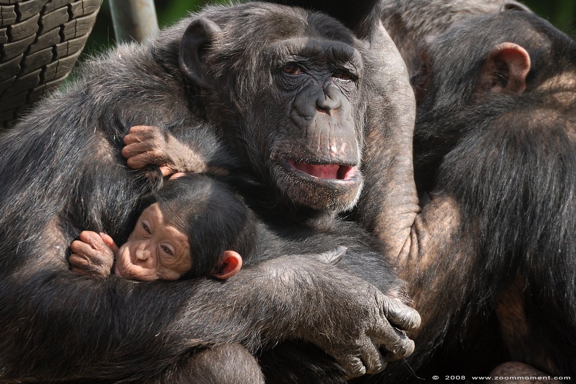 chimpansee met baby ( Pan troglodytes ) chimpanzee with baby
Trefwoorden: Olmen zoo Belgium chimpansee baby Pan troglodytes  chimpanzee baby