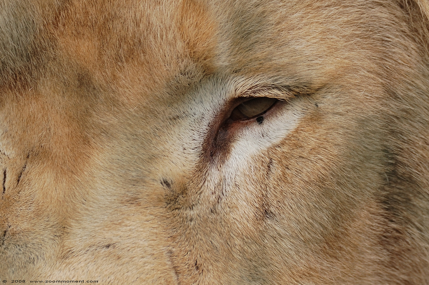 witte leeuw  ( Panthera leo )  white lion
Apollo
Keywords: Olmen zoo Belgium witte leeuw Panthera leo white lion Apollo