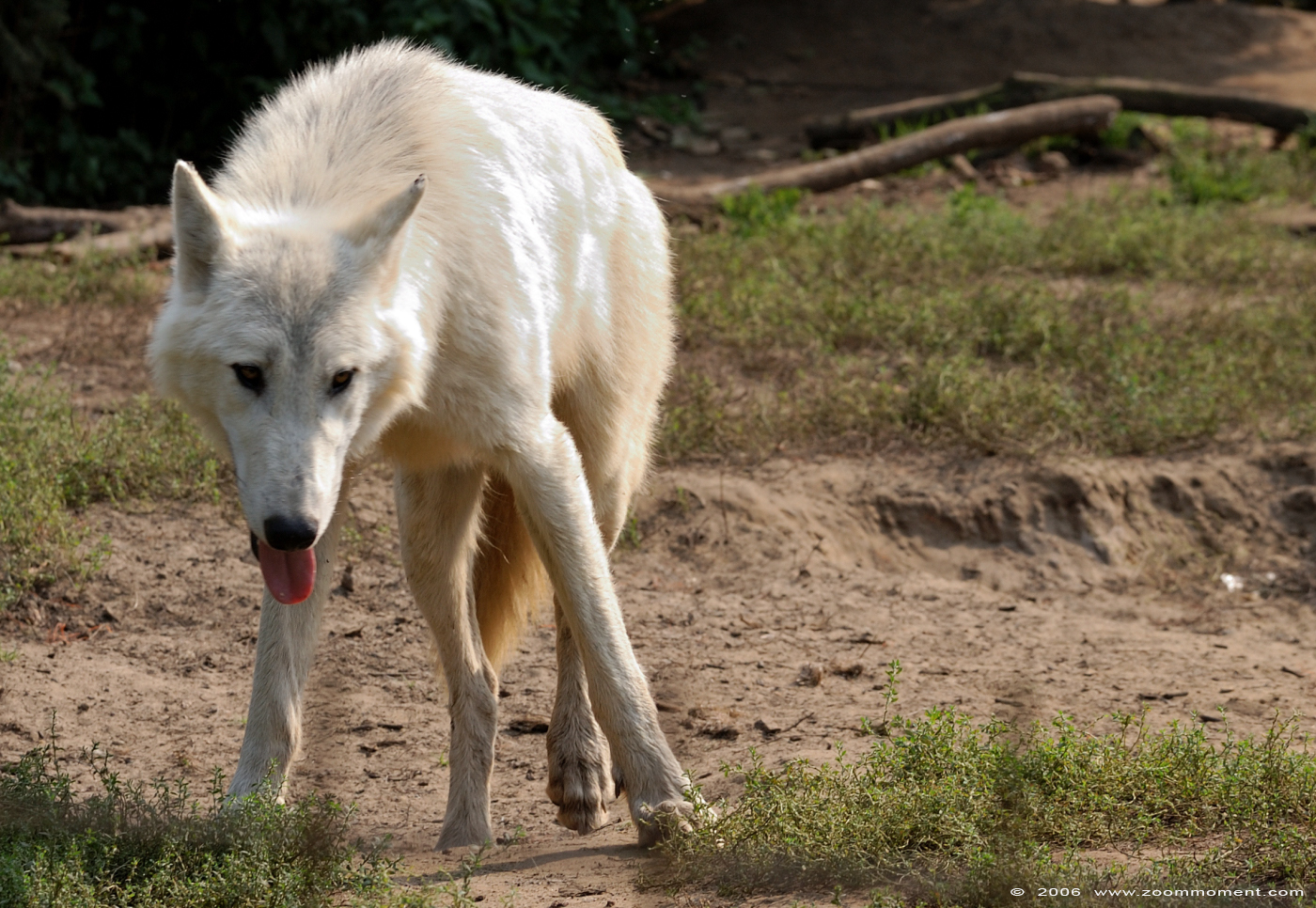 Hudson Bay wolf  ( Canis lupus hudsonicus ) hudson wolf
Trefwoorden: Olmen zoo Pakawi park Belgie Belgium Hudson Bay wolf Canis lupus hudsonicus hudson wolf