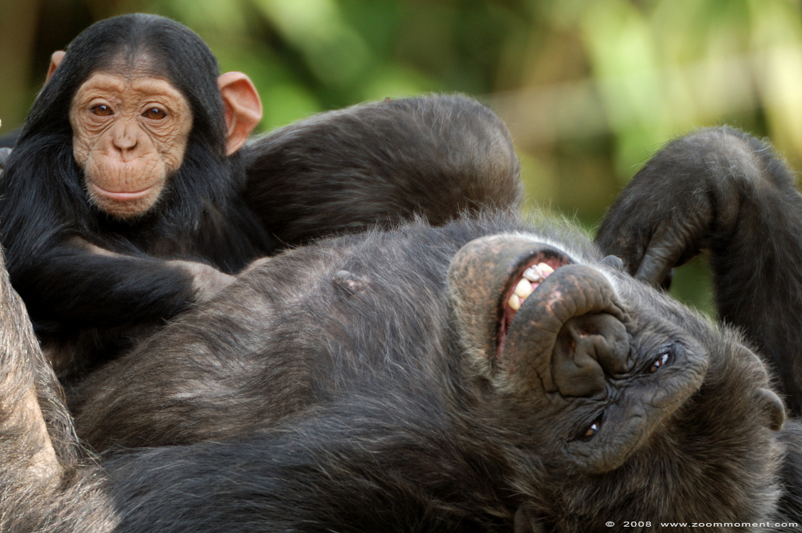 chimpansee met baby ( Pan troglodytes ) chimpanzee with baby
Trefwoorden: Olmen zoo Belgium chimpansee baby Pan troglodytes  chimpanzee baby