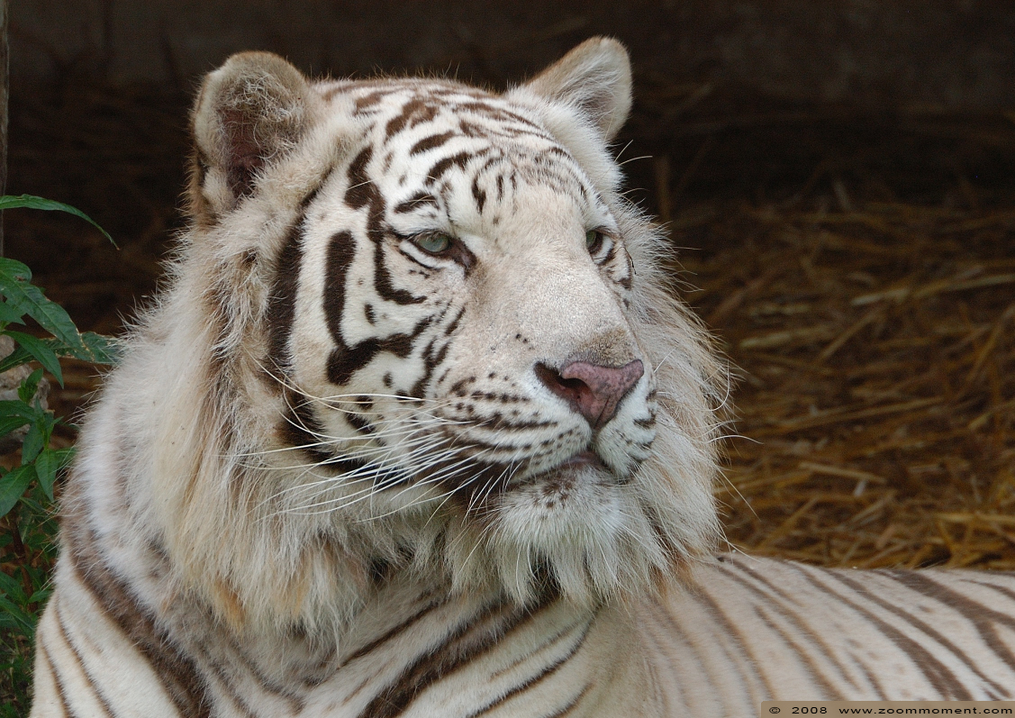Bengaalse witte tijger  ( Panthera tigris tigris ) Bengal white tiger
Trefwoorden: Olmen zoo Belgie Belgium Bengaalse witte tijger Panthera tigris tigris Bengal white tiger
