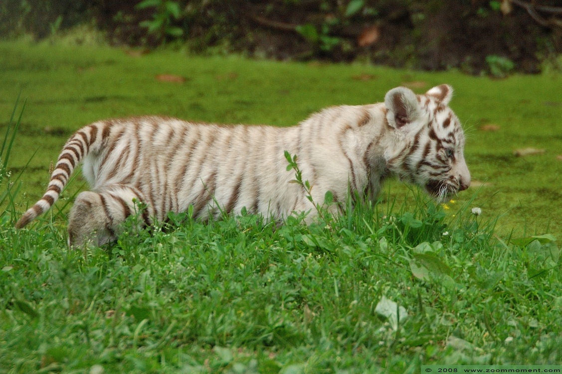 Bengaalse witte tijger welp ( Panthera tigris tigris ) Bengal white tiger cub
Welpen, geboren in april 2008, op de foto ongeveer 2 maanden oud.
Cubs, born April 2008, on the picture about 2 months old.
Trefwoorden: Olmen zoo Belgie Belgium Bengaalse witte tijger welp Panthera tigris tigris Bengal white tiger cub
