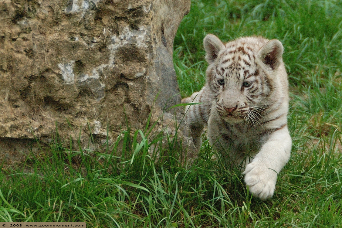 Bengaalse witte tijger welp ( Panthera tigris tigris ) Bengal white tiger cub
Welpen, geboren in april 2008, op de foto ongeveer 2 maanden oud.
Cubs, born April 2008, on the picture about 2 months old.
Trefwoorden: Olmen zoo Belgie Belgium Bengaalse witte tijger welp Panthera tigris tigris Bengal white tiger cub