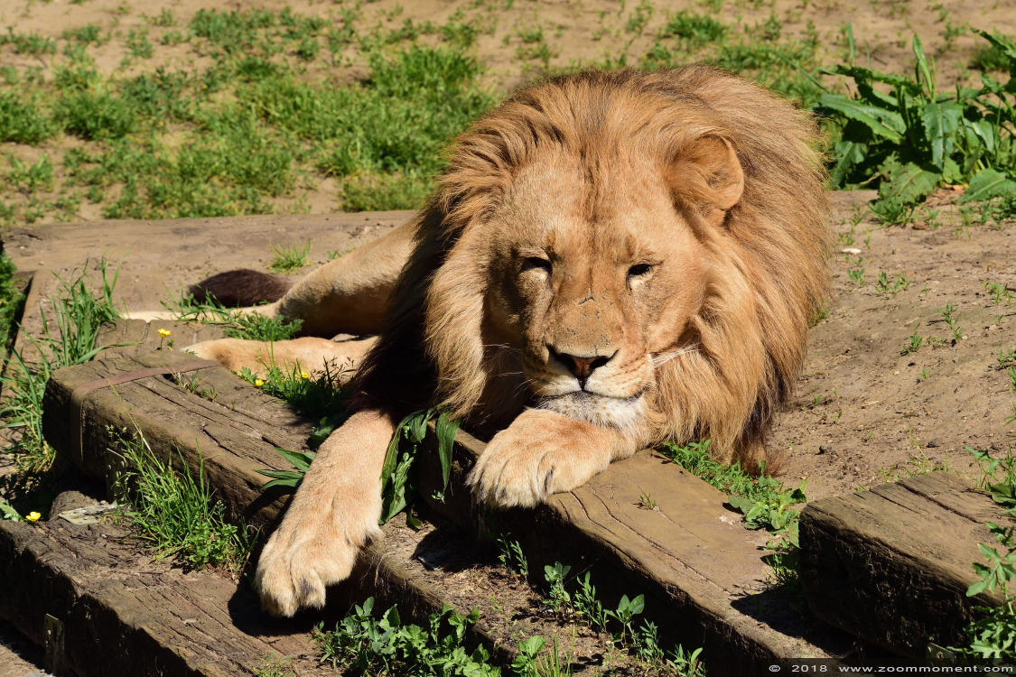 Afrikaanse leeuw ( Panthera leo ) African lion
Trefwoorden: Olmen zoo Belgie Belgium Afrikaanse leeuw Panthera leo African lion