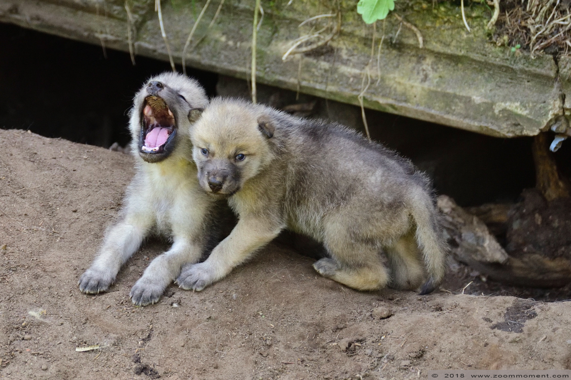 Hudson Bay wolf  ( Canis lupus hudsonicus ) hudson wolf
Pups, born around 24 April 2018, on the picture about 3 weeks old
Nøkkelord: Olmen zoo Pakawi park Belgie Belgium Hudson Bay wolf  Canis lupus hudsonicus hudson wolf pup