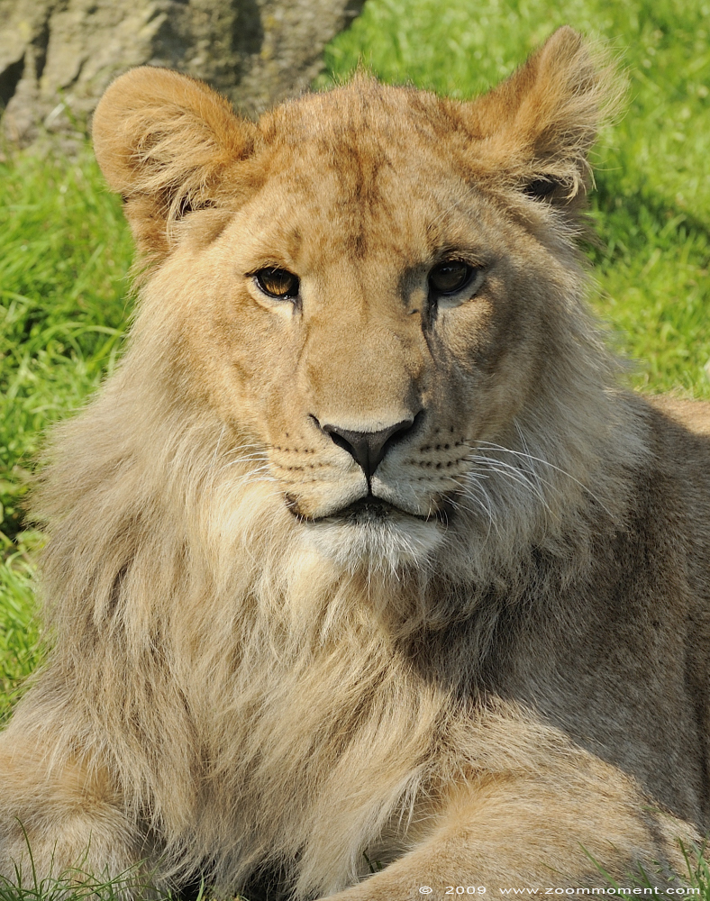Afrikaanse leeuw  ( Panthera leo )   African lion


Trefwoorden: Olmen zoo Belgium African lion Afrikaanse leeuw Panthera leo