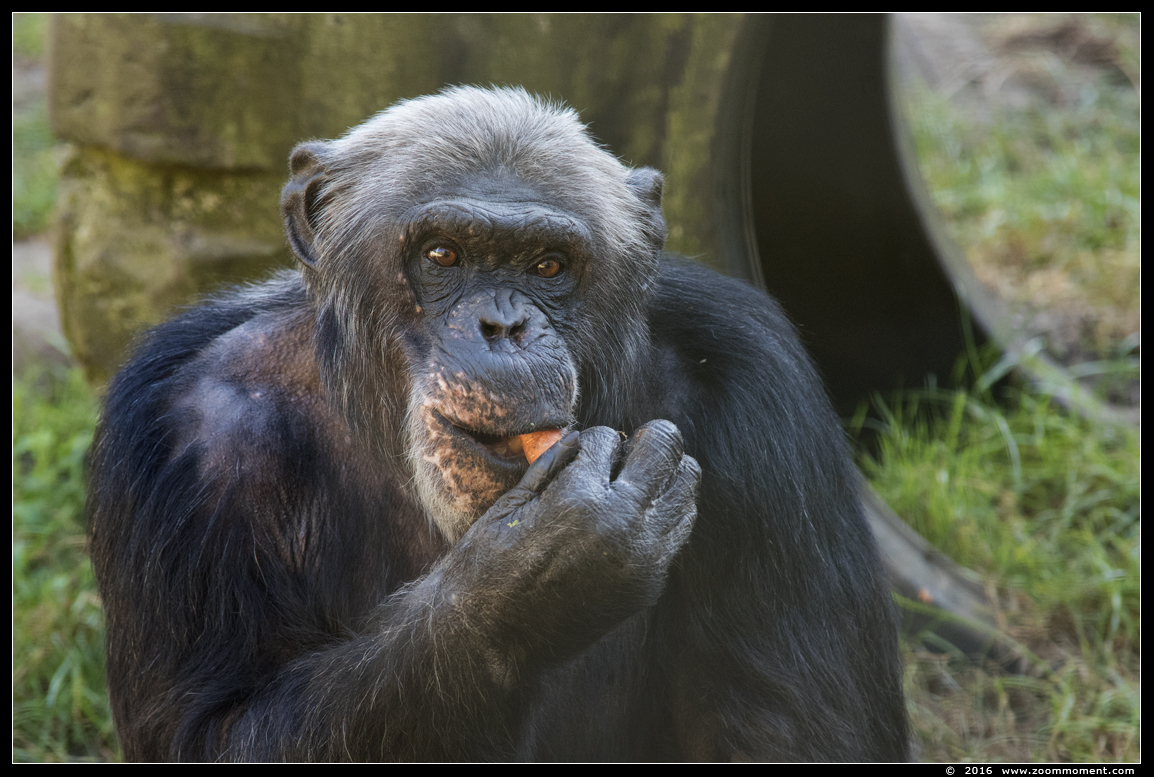 chimpansee ( Pan troglodytes ) chimpanzee
Trefwoorden: Olmen zoo Belgie Belgium chimpansee Pan troglodytes chimpanzee