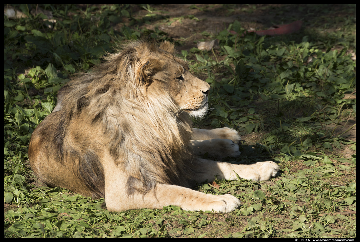 Afrikaanse leeuw ( Panthera leo ) African lion
Keywords: Olmen zoo Belgium African lion Afrikaanse leeuw Panthera leo