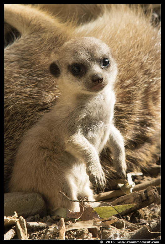 aardmannetje of stokstaartje ( Suricata suricatta ) slender-tailed meerkat
Keywords: Olmen zoo Belgie Belgium aardmannetje stokstaartje Suricata suricata slender tailed meerkat