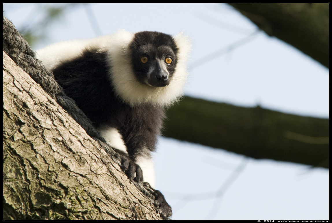 zwart witte vari  ( Varecia variegata variegata )  black and white ruffed lemur
Paraules clau: Olmen zoo Belgium vari Varecia variegata variegata zwart witte vari black and white ruffed lemur