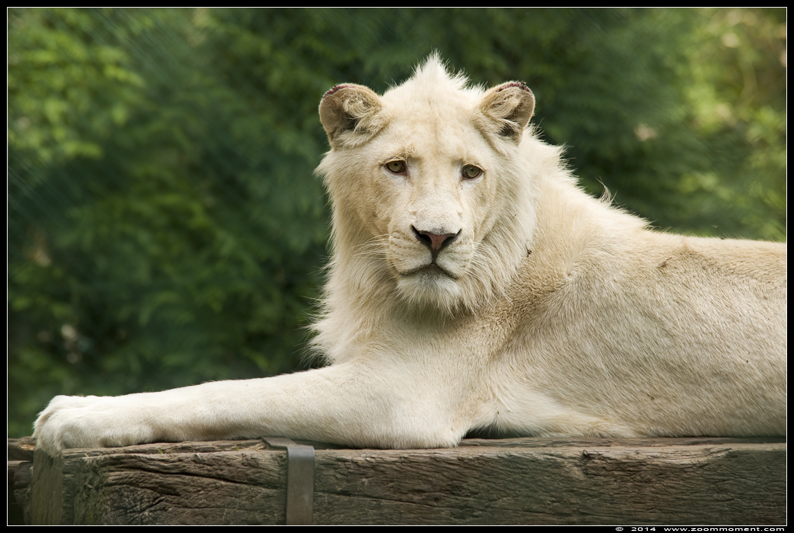 witte leeuw  ( Panthera leo )  white lion
Owen
Nøgleord: Olmen zoo Belgie Belgium witte leeuw Panthera leo white lion