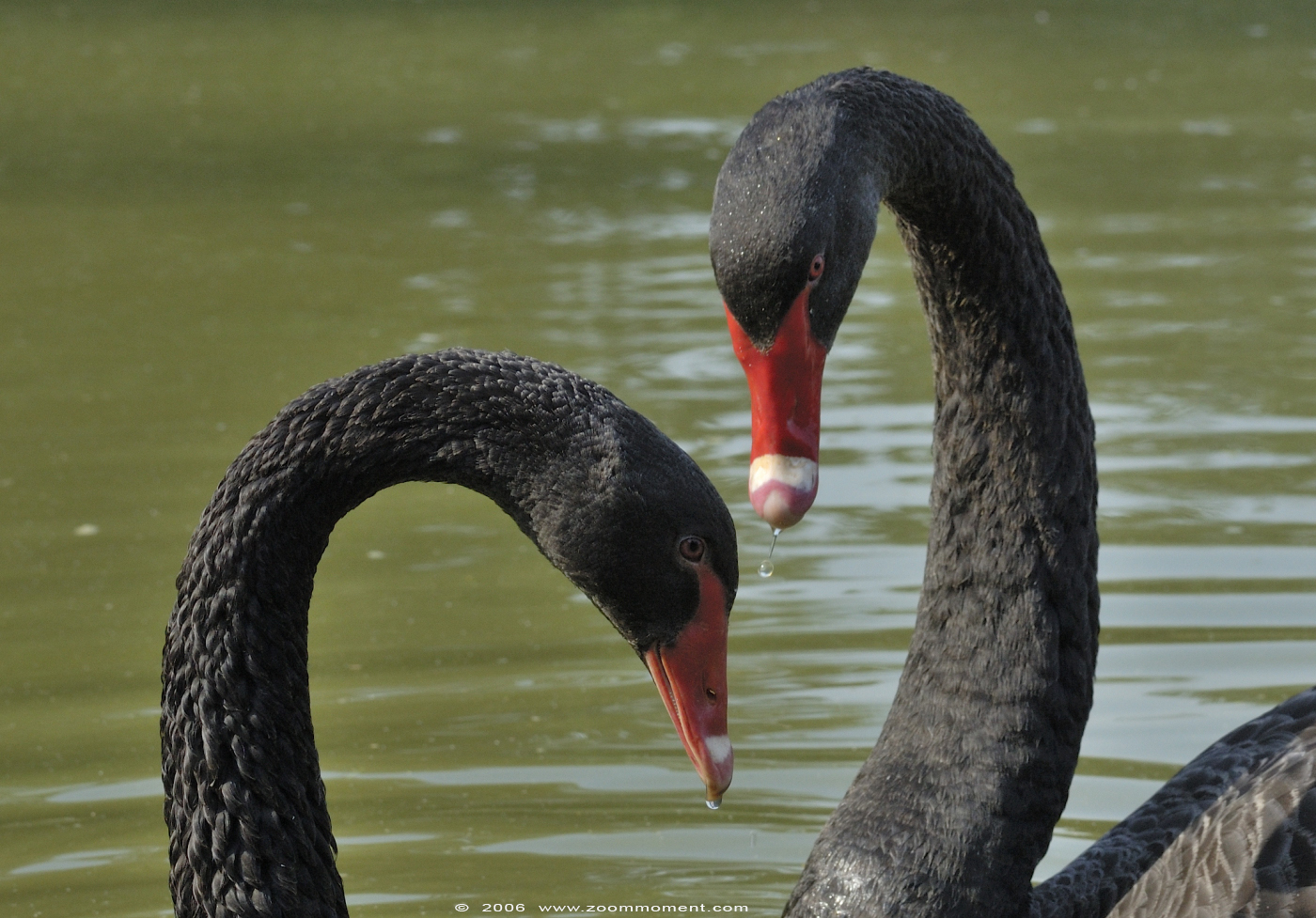zwarte zwaan  ( Cygnus atratus )  black swan
Keywords: Olmen zoo Belgie Belgium zwarte zwaan swan Cygnus atratus vogel bird
