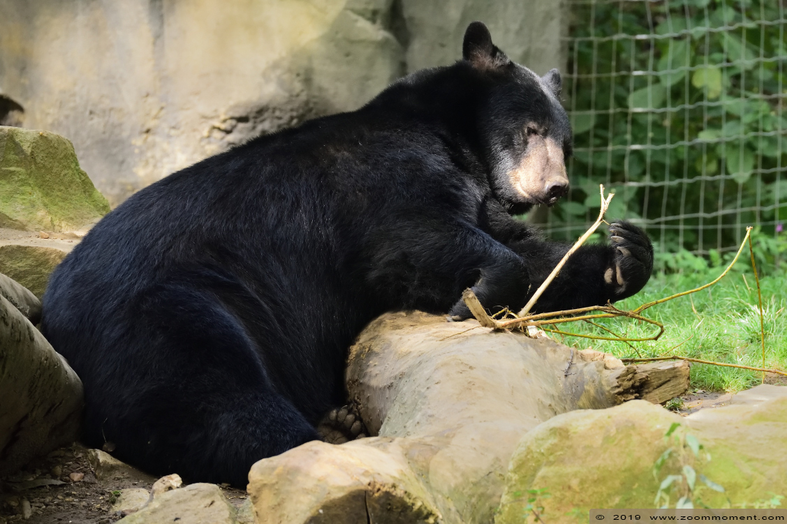 zwarte beer ( Ursus americanus ) American black bear
Trefwoorden: Osnabrueck Germany  zwarte beer  Ursus americanus  American black bear