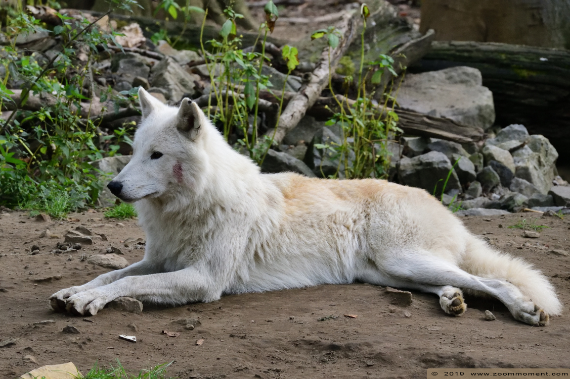 Hudson Bay wolf ( Canis lupus hudsonicus )
Trefwoorden: Osnabrueck Germany Hudson Bay wolf  Canis lupus hudsonicus 