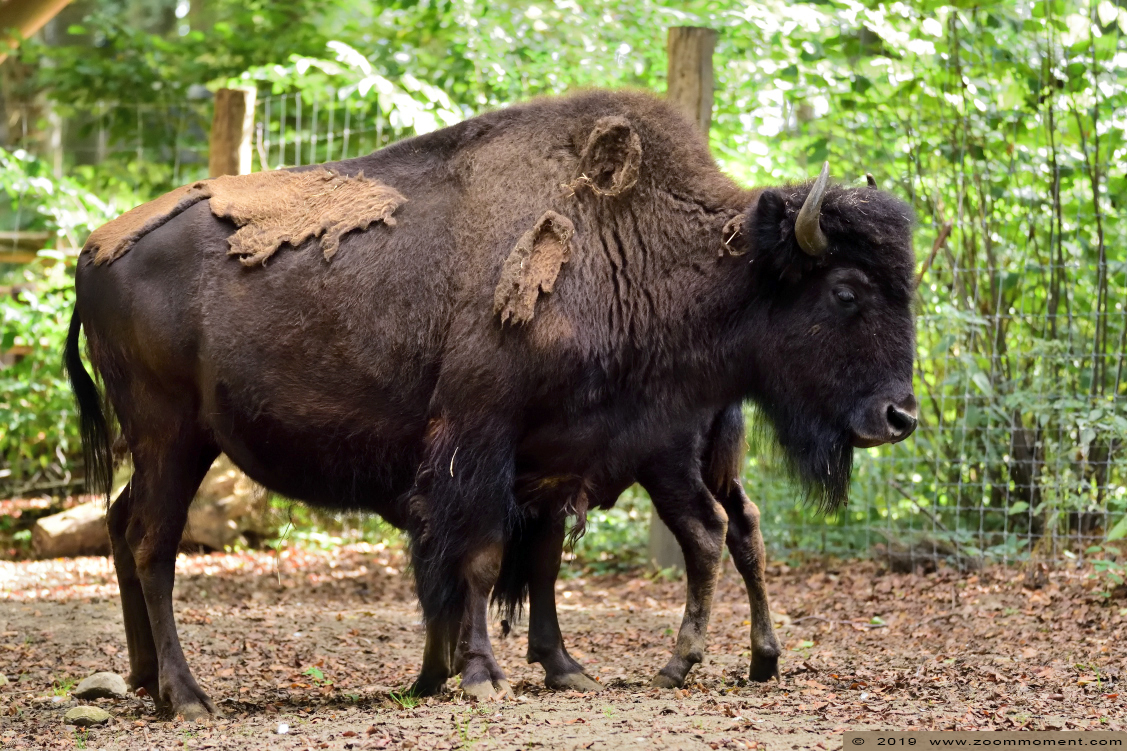 Bosbison ( Bison bison athabascae ) wood bison
Trefwoorden: Osnabrueck Germany bosbison  Bison bison athabascae  wood bison