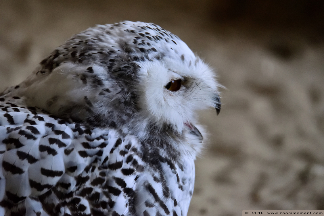 Sneeuwuil ( Nyctea scandiaca ) snowy owl
Trefwoorden: Osnabrueck Germany  sneeuwuil  Nyctea scandiaca  snowy owl