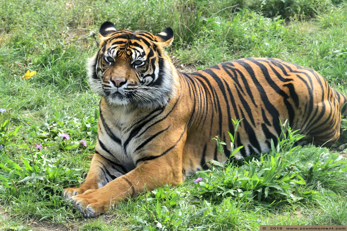 Sumatraanse tijger ( Panthera tigris sumatrae )  Sumatran tiger
Trefwoorden: Osnabrueck Germany Sumatraanse tijger  Panthera tigris sumatrae   Sumatran tiger