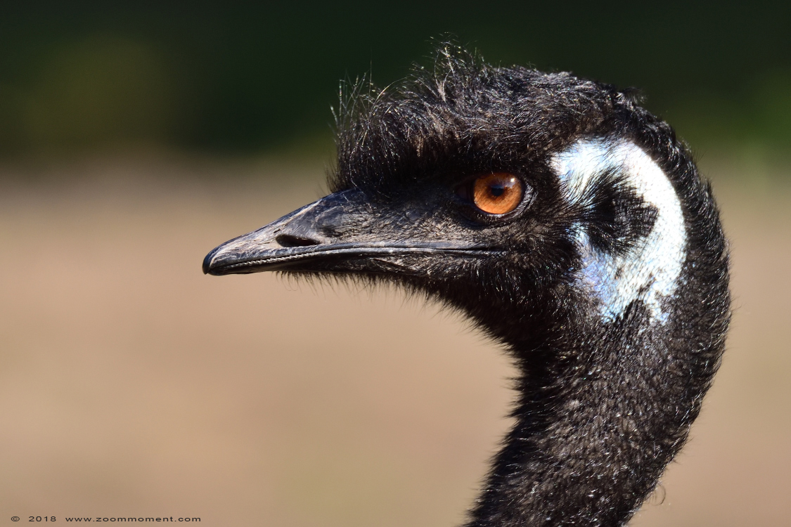 emoe ( Dromaius novaehollandiae ) emu
Trefwoorden: Overloon zooparc Nederland emoe Dromaius novaehollandiae emu