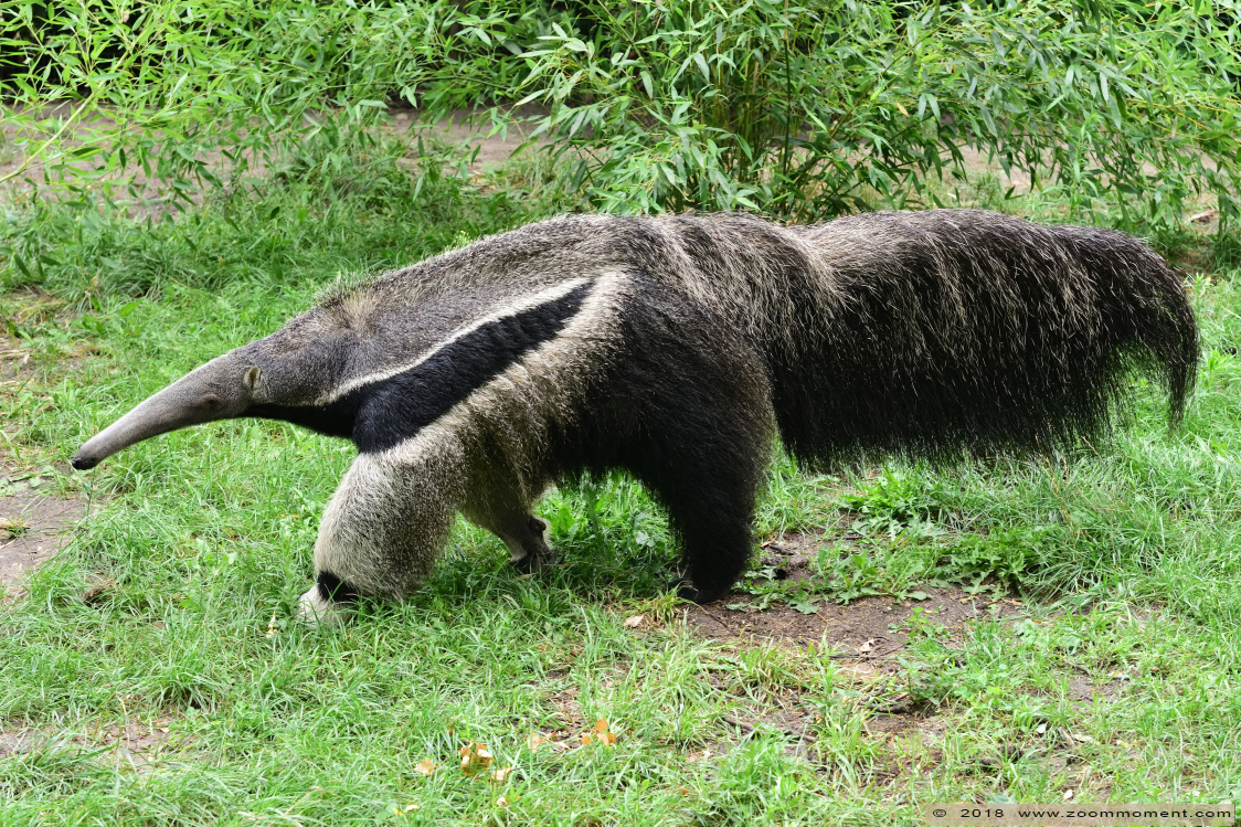 reuzenmiereneter  ( Myrmecophaga tridactyla ) giant anteater
Trefwoorden: Overloon zooparc Nederland reuzenmiereneter Myrmecophaga tridactyla giant anteater