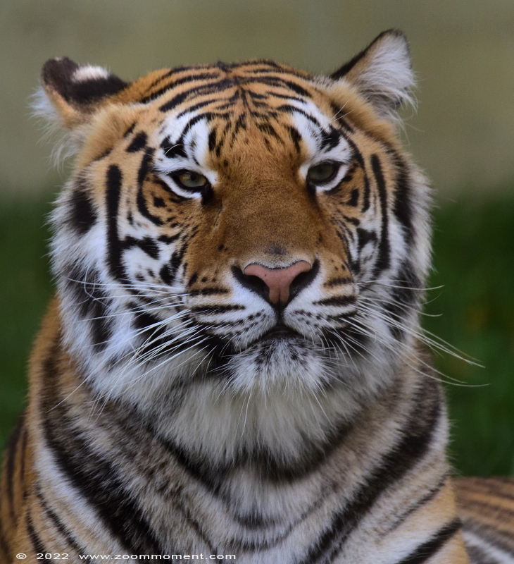 Siberische tijger ( Panthera tigris altaica ) Siberian tiger
Avainsanat: Olmen zoo Pakawi Belgie Belgium Siberische tijger Panthera tigris altaica Siberian tiger