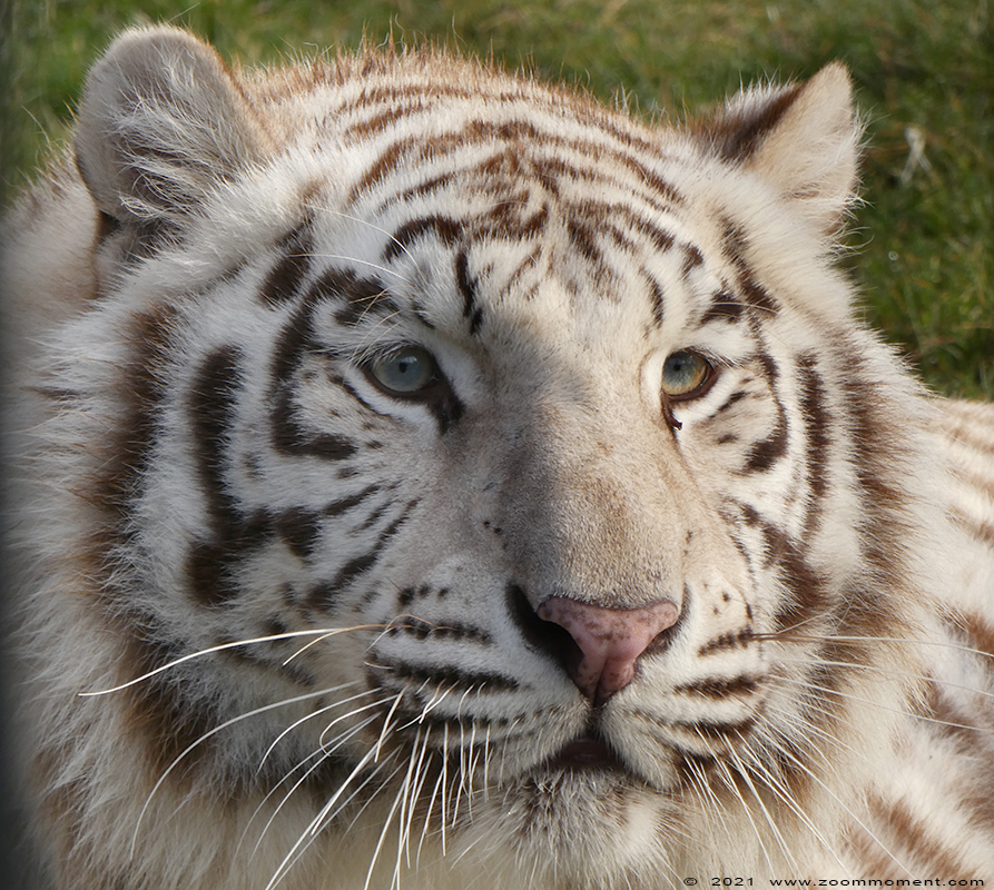 Bengaalse witte tijger ( Panthera tigris tigris ) Bengal white tiger
Awi
Trefwoorden: Olmen zoo Pakawi park Belgie Belgium Bengaalse witte tijger Panthera tigris tigris Bengal white tiger