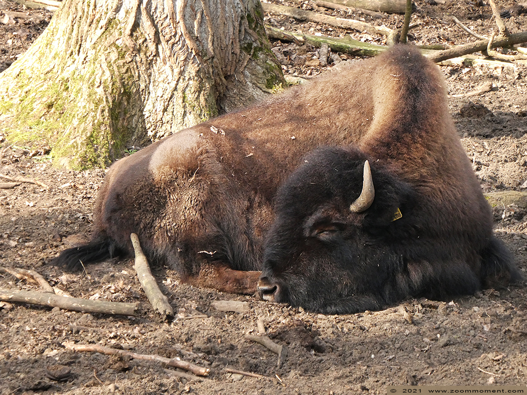 Bosbizon ( Bison bison athabascae )
Trefwoorden: Olmen zoo Pakawi park Belgie Belgium Bosbizon Bison bison athabascae