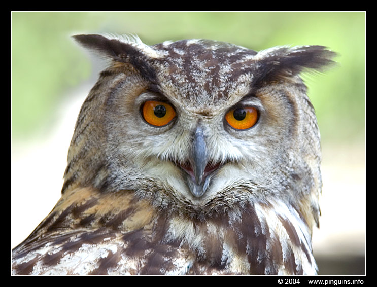 oehoe  ( Bubo bubo )  eagle owl
Trefwoorden: Pairi Daiza Paradisio zoo Belgium Bubo bubo oehoe eagle owl vogel bird
