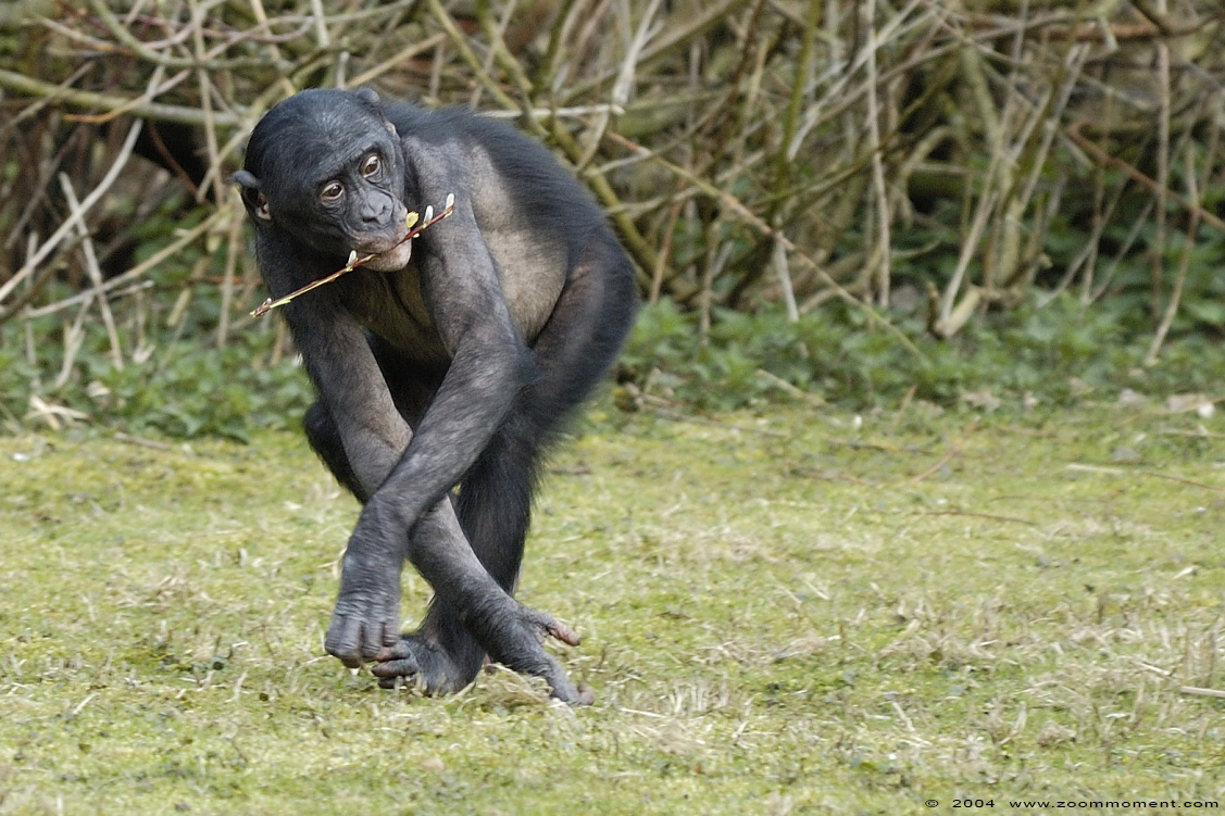 bonobo ( Pan paniscus ) 
Trefwoorden: Planckendael Belgium bonobo Pan paniscus