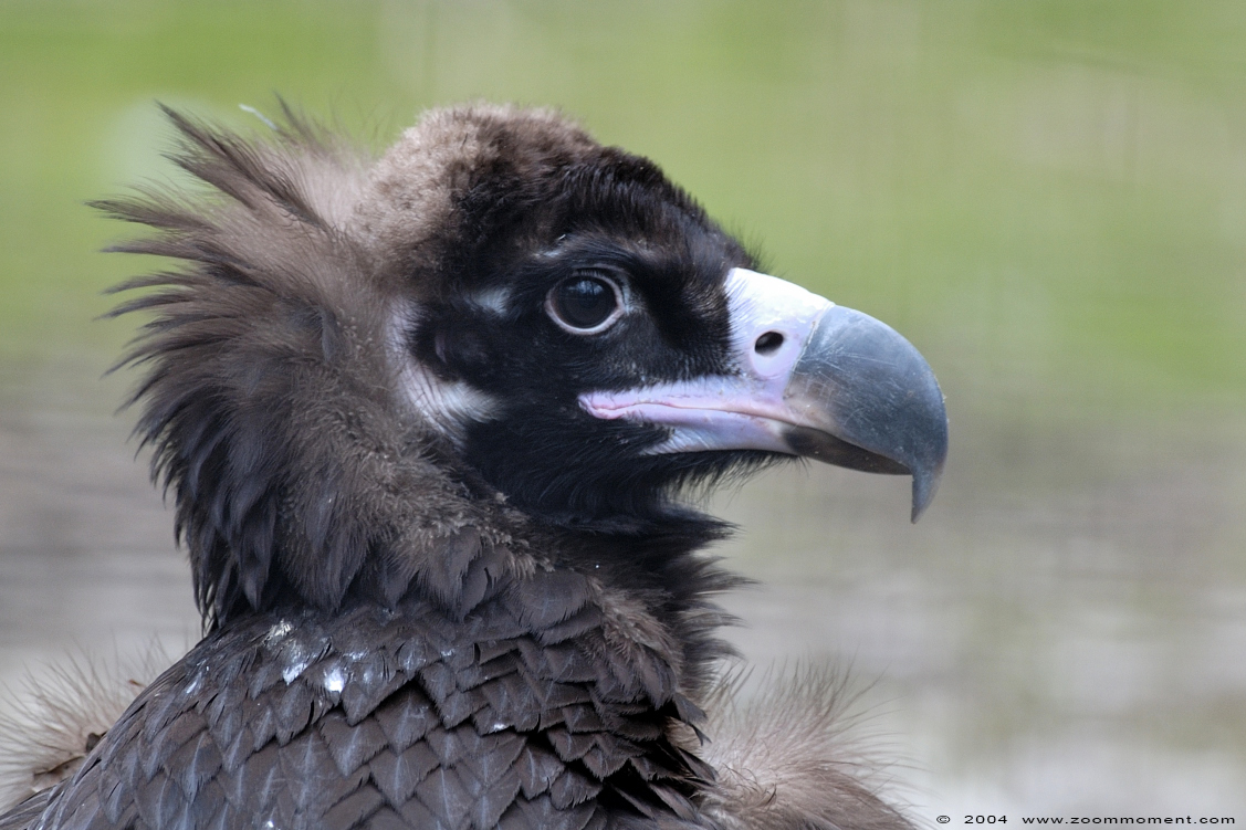 monniksgier ( Aegypius monachus ) black vulture
Trefwoorden: Planckendael Belgium monniksgier Aegypius monachus black vulture