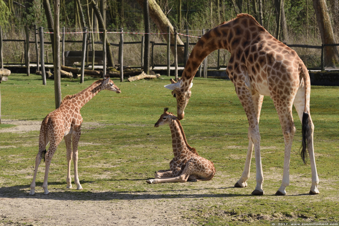 Kordofangiraf ( Giraffa camelopardalis antiquorum ) giraffe
Trefwoorden: Planckendael zoo Belgie Belgium Kordofangiraf Giraffa camelopardalis antiquorum  giraffe