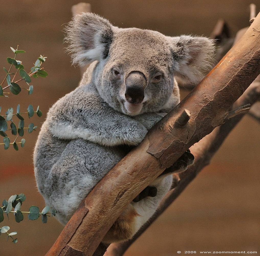 koala ( Phascolarctos cinereus)
Brisbane
Trefwoorden: Planckendael zoo Belgie Belgium koala Phascolarctos cinereus