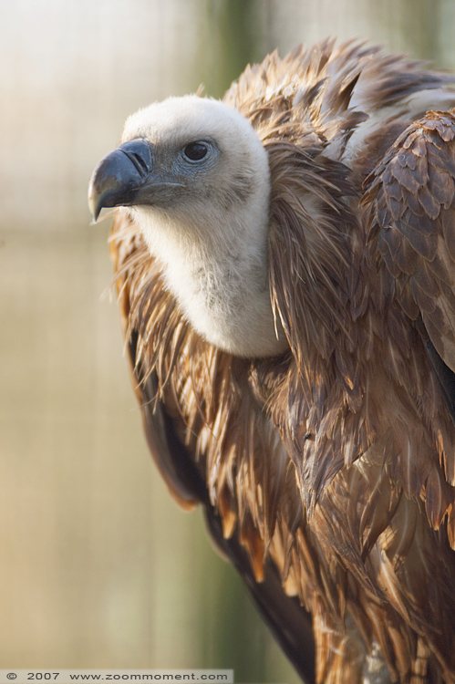vale gier ( Gyps fulvus ) griffon vulture
Avainsanat: Planckendael zoo Belgie Belgium vale gier vulture Gyps fulvus griffon vulture