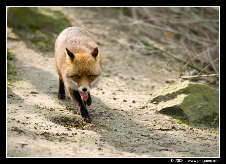 vos   ( Vulpes vulpes )  fox
Trefwoorden: Planckendael zoo Belgie Belgium vos fox Vulpes vulpes fox