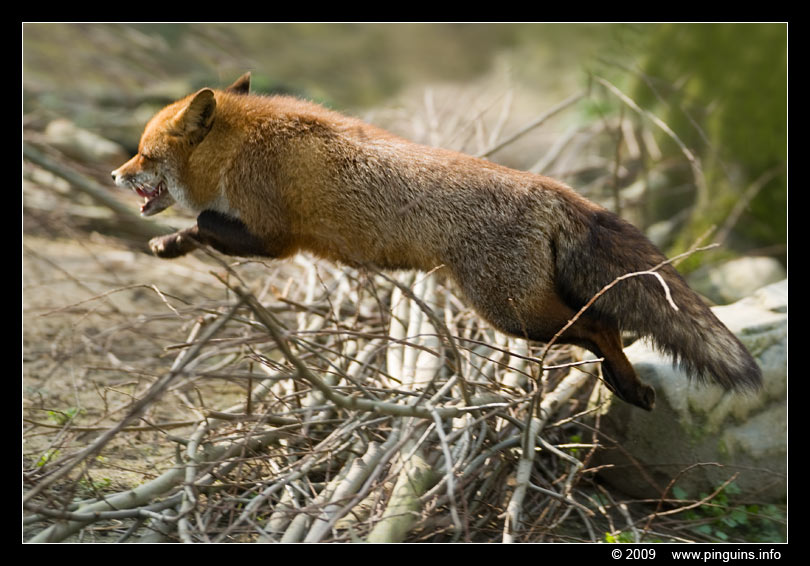 vos   ( Vulpes vulpes )  fox
Trefwoorden: Planckendael zoo Belgie Belgium vos fox Vulpes vulpes fox