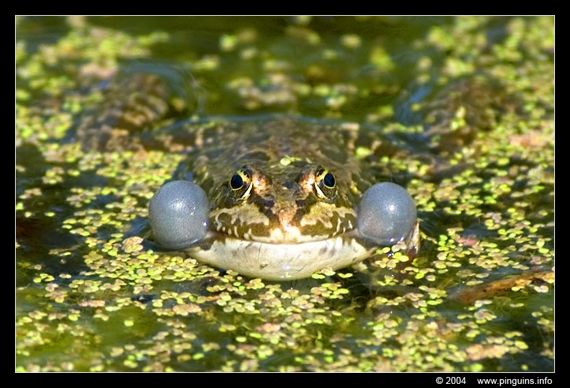 groene kikker  ( Rana lessonae )  pool frog
Trefwoorden: Planckendael zoo Belgie Belgium Rana lessonae groene kikker pool frog